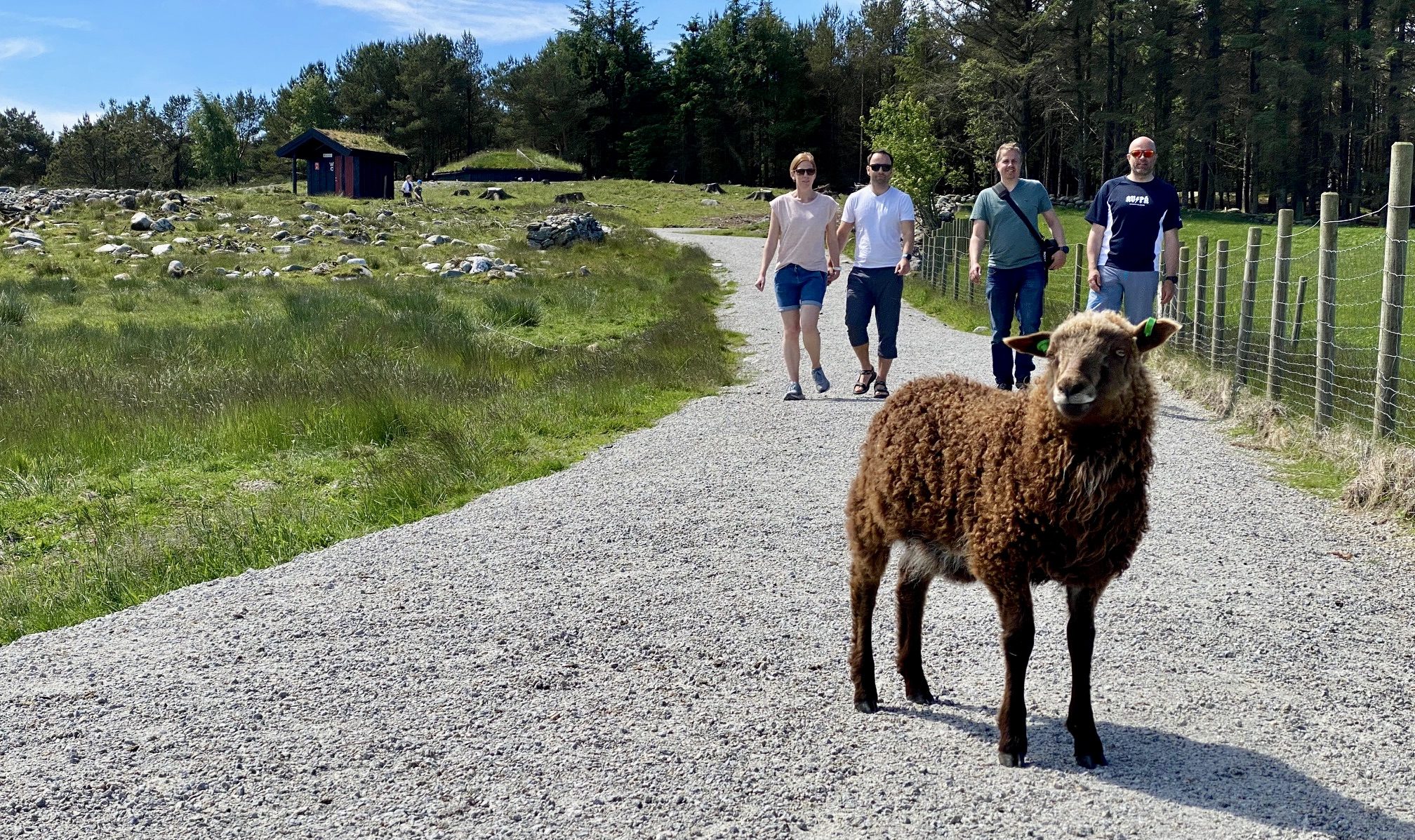 Sauer på Vistnestunet i Randaberg, ved dagsturhytta og gapahukene.